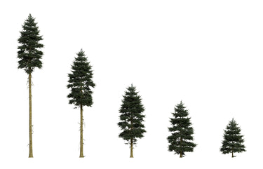 20 DOUGLAS FIR Tree Abies Pseudotsuga Menziesii Christmas Tree Blue Douglas Pine Spruce Native Evergreen Seeds